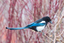 Close-up Portrait Of A Black-billed Magpie (Pica Hudsonia) Perched On A Bare Tree Branch In The Bush; Montana, United States Of America