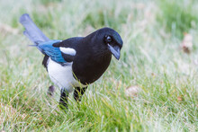 Close-up Portrait Of A Black-billed Magpie (Pica Hudsonia) Standing In The Grass Hunting For Food; Montana, United States Of America