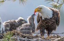 Close-up Of An Adult Bald Eagle (Haliaeetus Leucocephalus) Feeding Its Two Eaglet, Chicks In The Nest; Minnesota, United States Of America