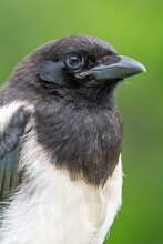 Detail Portrait Of A Black-billed Magpie (Pica Hudsonia) On A Green Background; Montana, United States Of America