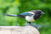 Close-up Portrait Of A Black-billed Magpie (Pica Hudsonia) Standing On A Rock; Montana, United States Of America