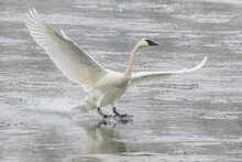 Trumpeter Swan (Cygnus Buccinator) Wings Outstretched Landing On The Grey, Icy Water; Yellowstone National Park, United States Of America