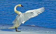 Trumpeter Swan Standing On Snowy Shore Flapping Its Wings, Yellowstone National Park, Wyoming, USA