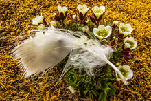 Close Up Of A Bird Feather On Tufted Saxifrage