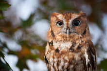 Portrait Of A Captive Eastern Screech Owl (Megascops Asio) At Ryerson Woods; Deerfield, Illinois, United States Of America