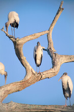 Group Of Endangered Wood Storks (Mycteria Americana) Perch In A Dead Tree In The Florida Panther National Wildlife Refuge; Florida, United States Of America