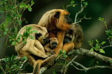 Group Of Black Howler Monkeys (Alouatta Caraya) In A Tree; Pantanal, Brazil
