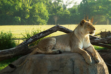 Lioness Relaxed On A Rock In A Zoo Habitat; Columbus, Ohio, United States Of America