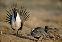 Male Greater Sage Grouse (Centrocercus Urophasianus) Struts To Impress The Female Sage Grouse; Craig, Colorado, United States Of America`