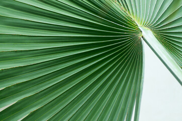 radial fronds of fan palm tree closeup abstract
