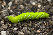 Tomato Hornworm's (Manduca Quinquemaculata) Green Color Stands Out Against The Ground; Manhattan, Kansas, United States Of America