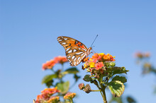 Close-up Of A Gulf Fritillary Butterfly (Dione Vanillae) Resting On Blossoms At The Fort Morgan State Historical Site; Gulf Shores, Alabama, United States Of America