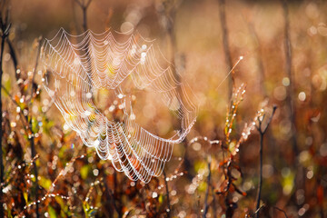 Bokeh and spiderweb