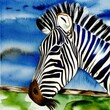 zebra head on blue background