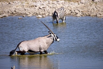 Wall Mural - Gemsbok, Oryx gazella large antelope, in the water. Namibia, Etosha national park.