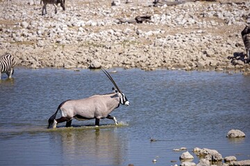 Wall Mural - Gemsbok, Oryx gazella large antelope, in the water. Namibia, Etosha national park.