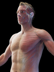 Wall Mural - 3d medical illustration of a man's torso muscles