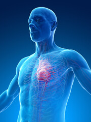 Wall Mural - 3d medical illustration of a man's heart