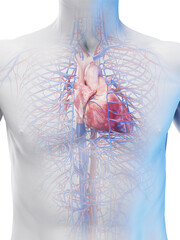 Wall Mural - 3d medical illustration of a man's cardiovascular system