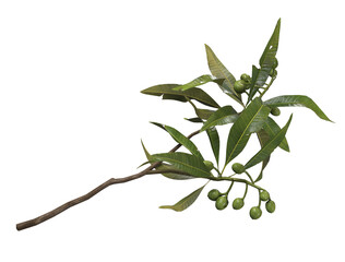 olive branch with olives