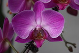 Fototapeta Storczyk - Close-up of an Orchid flower, Singapore.