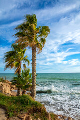 Wall Mural - beautiful sea and palm tree