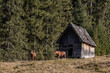 Pferde vor der Hütte