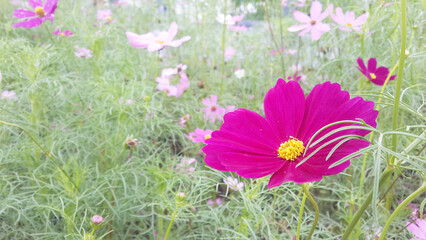 a dainty carmine pink flowers, cosmos genus, blooming in an autumn garden