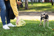 the owner picks up dog excrement from the grass in the park for a walk with a pet