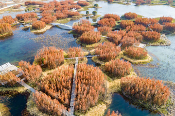 Wall Mural - Aerial photography of red metasequoia forest in Aixi Lake Wetland Park, Nanchang, Jiangxi, China