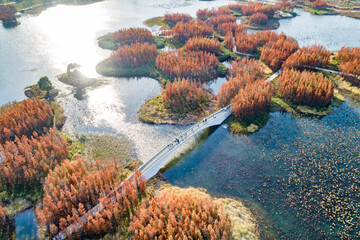 Wall Mural - Aerial photography of red metasequoia forest in Aixi Lake Wetland Park, Nanchang, Jiangxi, China