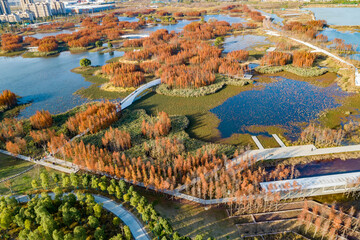 Wall Mural - Aerial photography of red metasequoia forest in Aixi Lake Wetland Park, Nanchang, Jiangxi, China