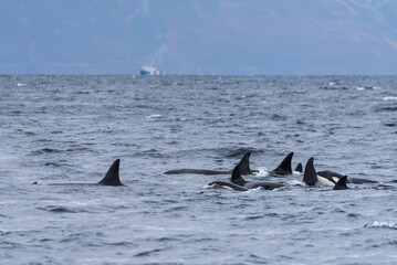 Wall Mural - Orcas