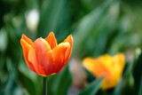 Fototapeta Tulipany - 色とりどりに咲き誇る赤白黄色