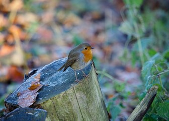 Sticker - Robin Perched on a Log