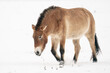 Dzungarian horse walking on the snow. Mongolia Przewalski's Horse in cold weather in nature habitat in Mongolia. Wildlife in Mongolia. Equus ferus przewalskii.