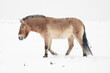 Przewalski's Horse with snow. Mongolian wild horse in nature habitat. Winter nature art.