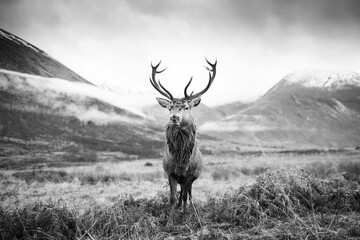 Wall Mural - monarch of the glen
