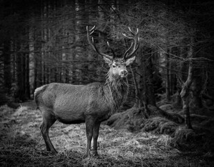 Wall Mural - Monarch of the glen