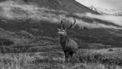 Wall Mural - monarch of the glen