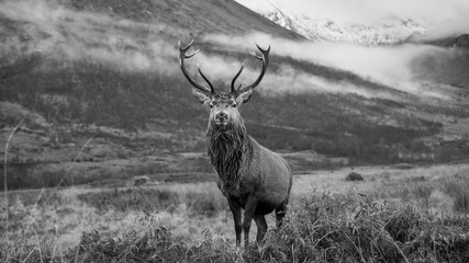 Wall Mural - monarch of the glen