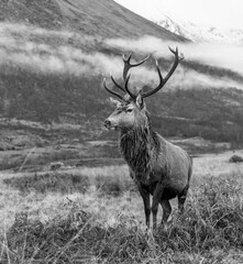 Wall Mural - monarch of the glen