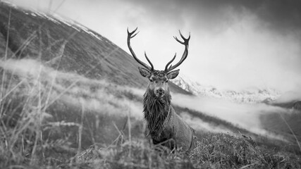 Poster - Monarch of the glen