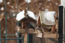 In Winter, Birds Eat Grains From A Home Feeder