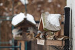 In winter, birds eat grains from a home feeder