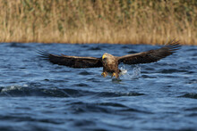 White Tailed Eagle (Haliaeetus Albicilla), Also Known As Eurasian Sea Eagle And White-tailed Sea-eagle. The Eagle Is Flying To Catch A Fish In The Delta Of The River Oder In Poland, Europe.