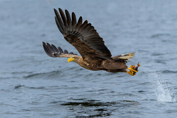 Poster - White Tailed Eagle (Haliaeetus albicilla), also known as Eurasian sea eagle and white-tailed sea-eagle. The eagle is flying to catch a fish in the delta of the river Oder in Poland, Europe.