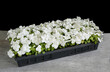 A cell pack tray full of white flowering impatiens plants.