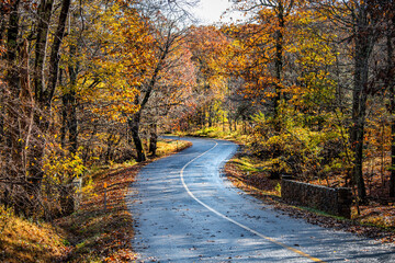 Wall Mural - Colorful yellow orange foliage in autumn fall season on Fawn Ridge drive in Wintergreen Resort, Virginia with paved asphalt curvy winding road landscape