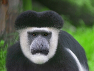 Sticker - Portrait of an Abyssinian black and white colobus monkey, Colobus guereza, a beautiful African primate, looking at the camera against a green background.